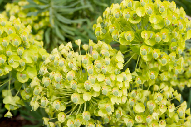 Mediterranean spurge (Euphorbia characias) Euphorbia characias (Mediterranean spurge or Albanian spurge is a species of flowering plant in the Euphorbiaceae family typical of the Mediterranean vegetation.







 euphorbia characias stock pictures, royalty-free photos & images