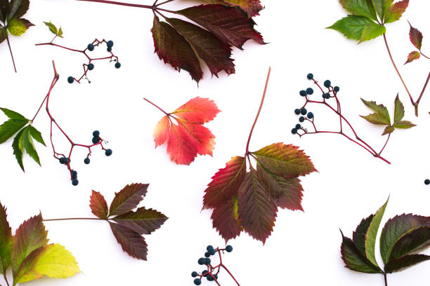 istock autumn leaf of wild grape on a white background 874359910