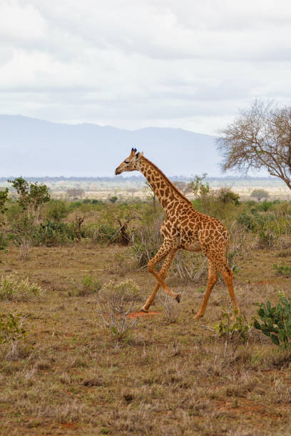 istock Young Giraffe playing in the savannah 874363882