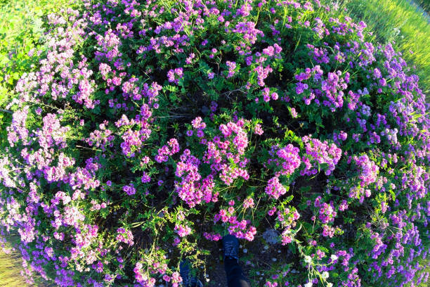 istock purple flowers in the field 874367540