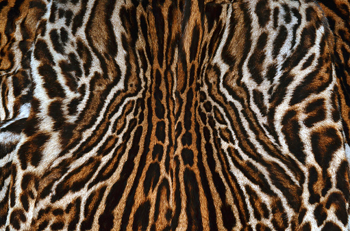 king cheetah fur background texture