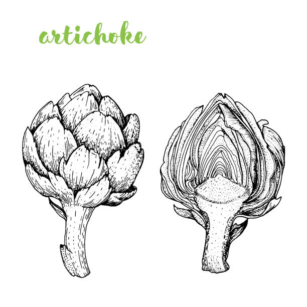 illustrations, cliparts, dessins animés et icônes de illustration vectorielle d’artichaut. image gravée. croquis d’illustration de la nourriture. légume dessinés à la main. - artichoke vegetable isolated food