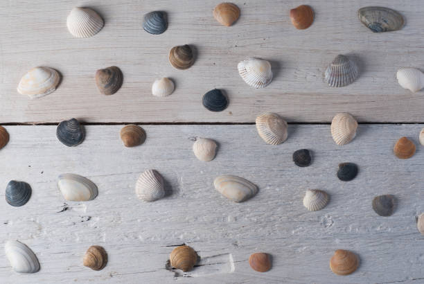 istock set of various sea shells on a wooden white background 874372320