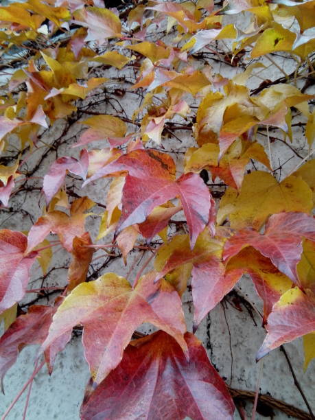 istock Autumn Leaves of Ivy 874372818