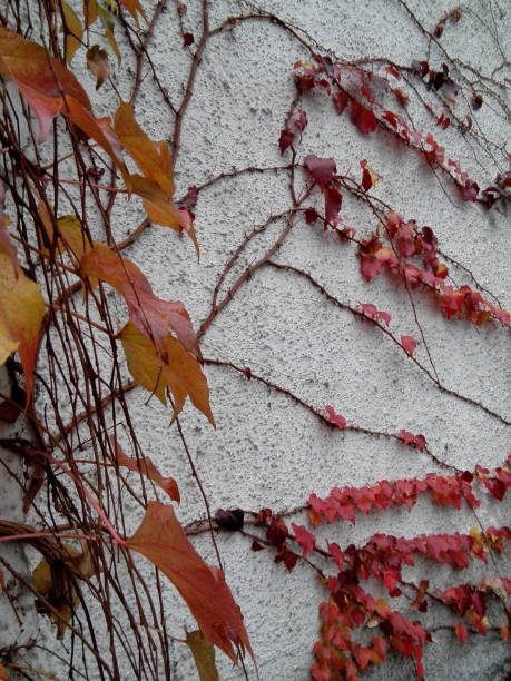 istock Autumn Leaves of Ivy 874372832