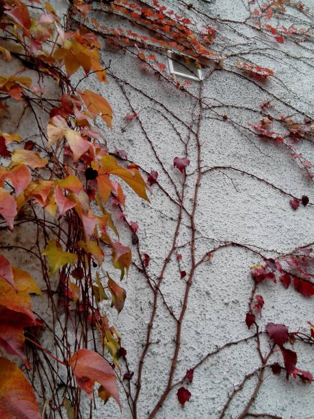 istock Autumn Leaves of Ivy 874372834