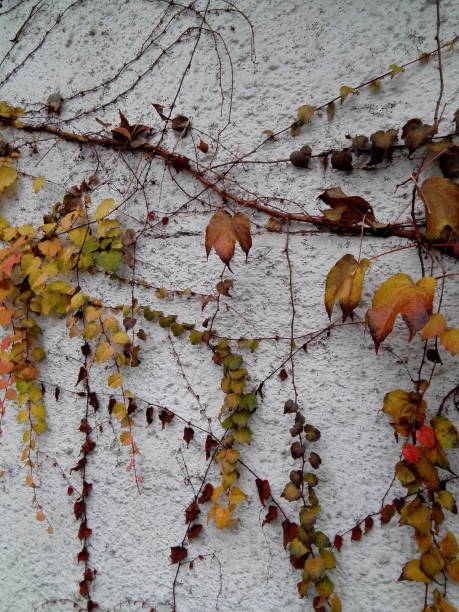 istock Autumn Leaves of Ivy 874372876