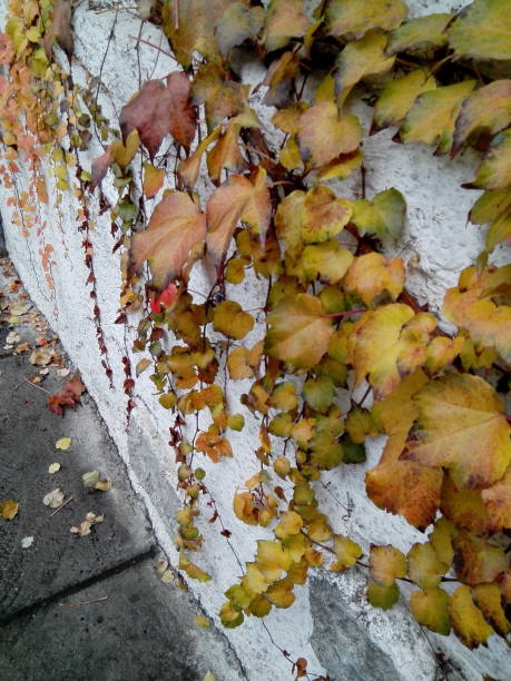 istock Autumn Leaves of Ivy 874372890