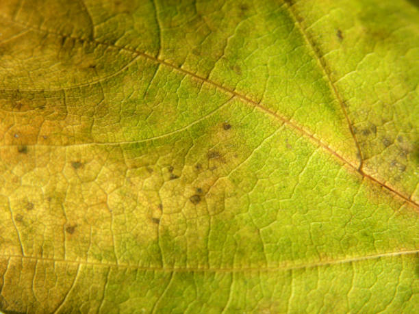 istock Closeup of an leaf 874373542