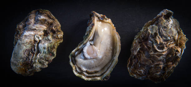 istock Oysters closed and lemon on grey background seafood 874373594