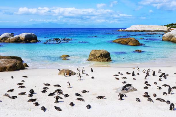 african penguin colony at boulders beach, simon’s town, south africa - cape town jackass penguin africa animal imagens e fotografias de stock