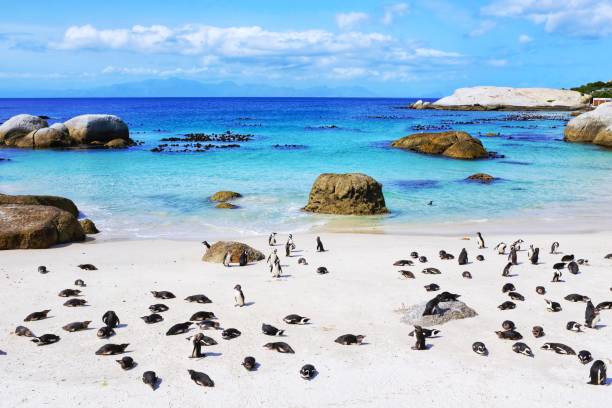 колония африканских пингвинов в боулдерс-бич, саймонс-таун, - cape town jackass penguin africa animal стоковые фото и изображения