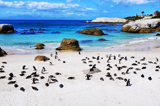 Famous African penguin colony at Simon’s Town , a place located on the shores of False Bay near Cape Town .