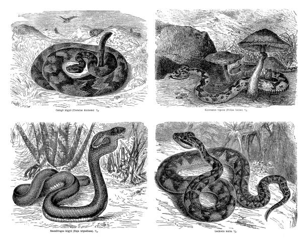 뱀 - cobra engraving antique retro revival stock illustrations