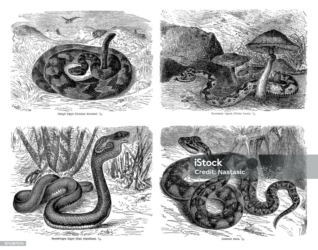 Snakes Illustration of a Snakes Water Snake stock illustration