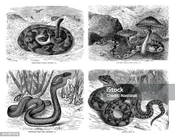 Snakes Stock Illustration - Download Image Now - Water Snake, 19th Century Style, Animal