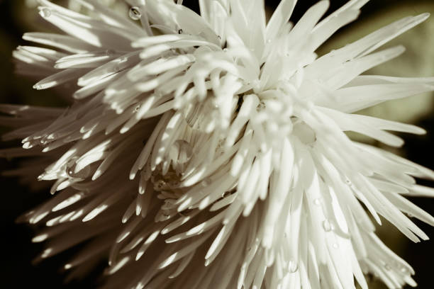 istock shaggy white flower 874387958
