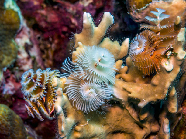 istock Spirobranchus giganteus, Christmas tree worms 874387964