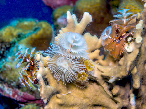 istock Spirobranchus giganteus, Christmas tree worms 874388004