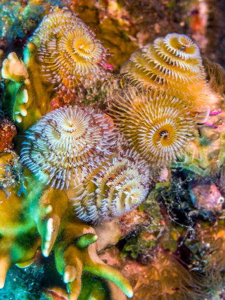 istock Spirobranchus giganteus, Christmas tree worms 874390766