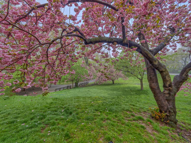 istock Central Park, New York City spring 874391134