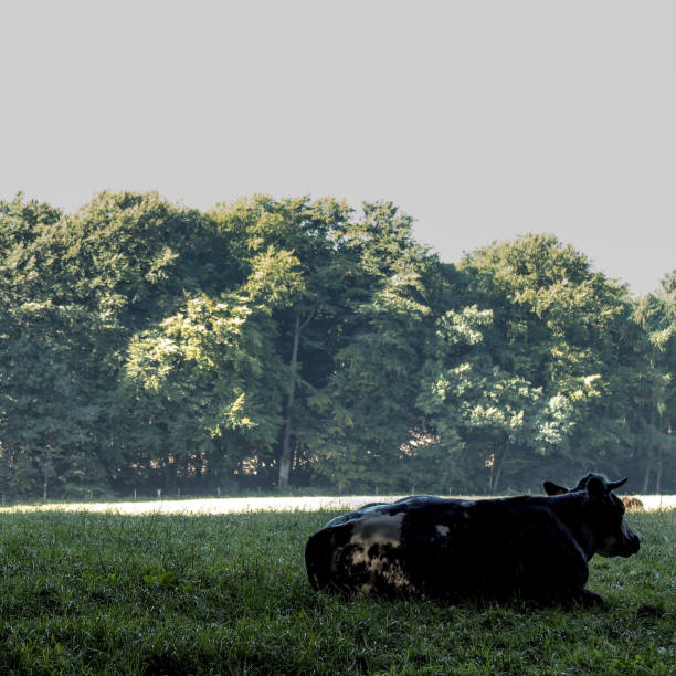 On a sunday morning we saw this beautiful cow.