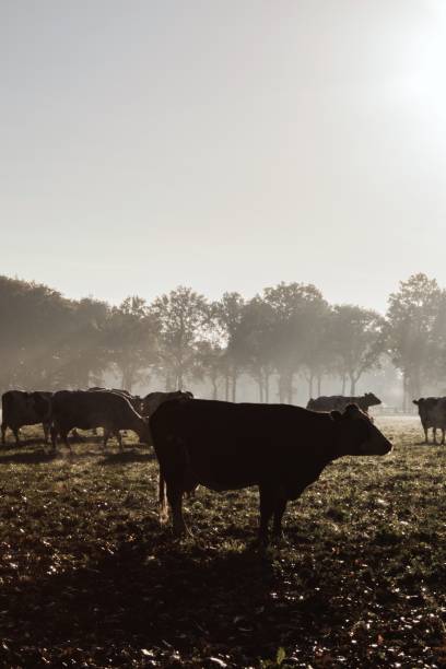 istock Cows in the morning sun 874395256