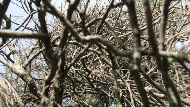 Dead Tree Trunk Seen From Below Stock Photo - Download Image Now - Accidents and Disasters, Autumn, Backgrounds - iStock Dead Tree Trunk Seen From Below Stock Photo - Download Image Now - Accidents and Disasters, Autumn, Backgrounds - iStock
