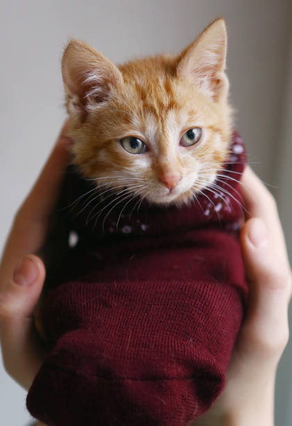 istock red kitten in woolen knitted sock close up photo 874402286