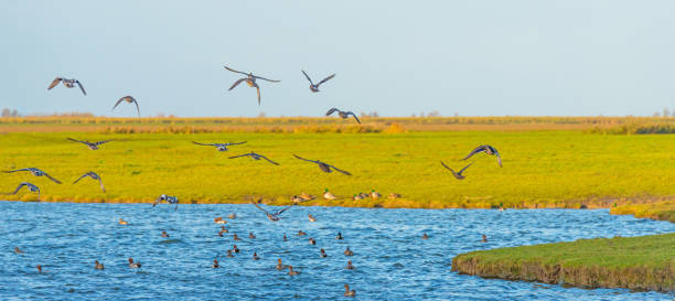 istock Geese flying over a lake in sunlight at fall 874405962