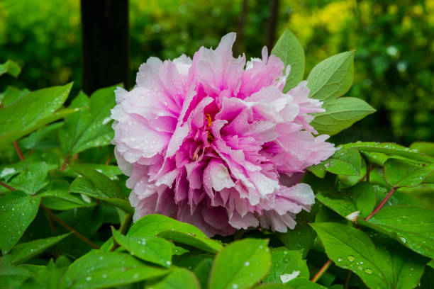 istock Pink ruffled peony also known as Paeonia Lactiflora 874406736