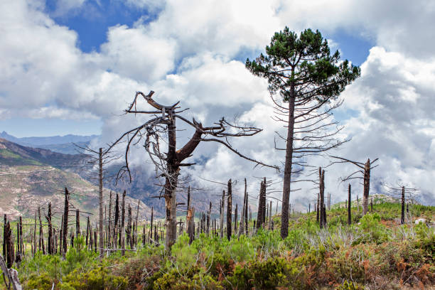 istock ecological disaster in Corsica 874407806