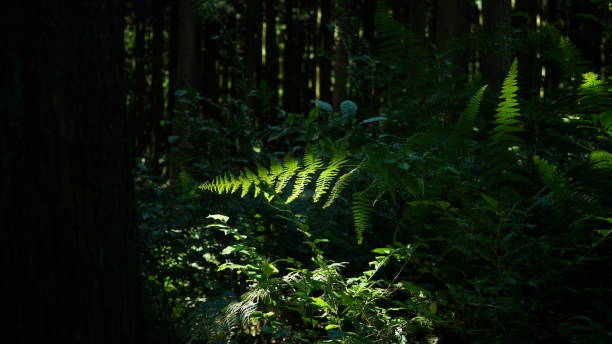 istock The leaves of the sun 874407828