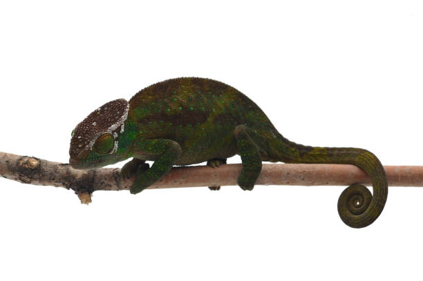 istock Female O'shaughnessy's chameleon isolated on white background 874408032