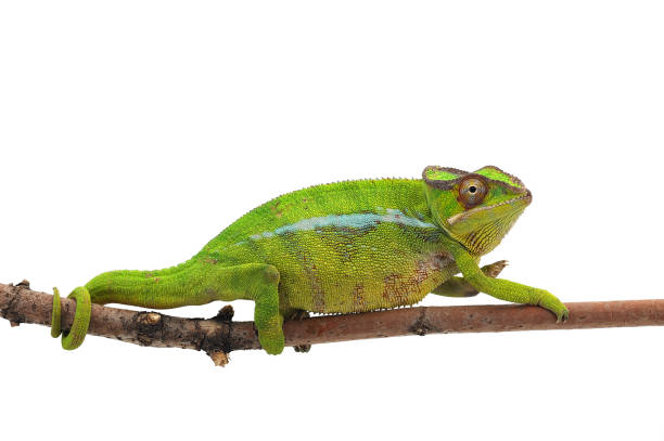 istock Yellow lizard Panther chameleon isolated on white background 874408034