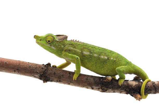 istock Female Lizard Antimena chameleon isolated on white background 874408036