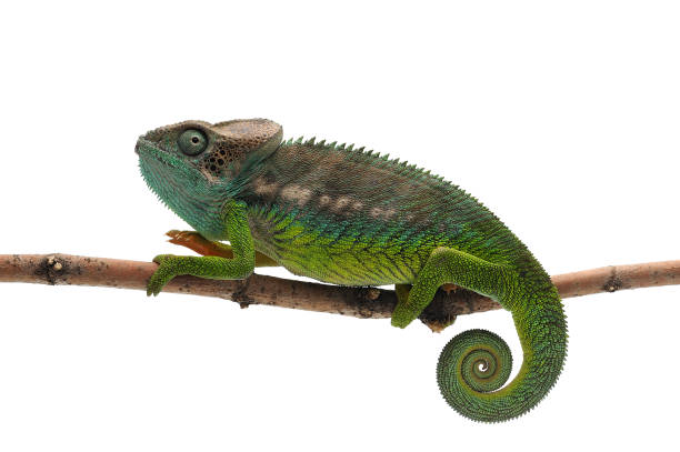 istock Male lizard Madagascar spiny Chameleon isolated on white background 874408038