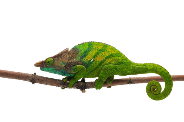 istock Male O'shaughnessy's chameleon isolated on white background 874408064
