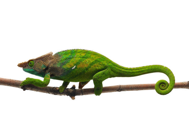 istock Male O'shaughnessy's chameleon isolated on white background 874408066