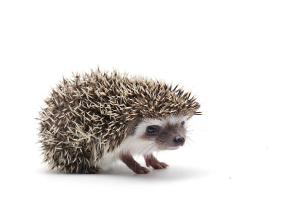 istock African Pygmy Hedgehog isolated on white background 874409458
