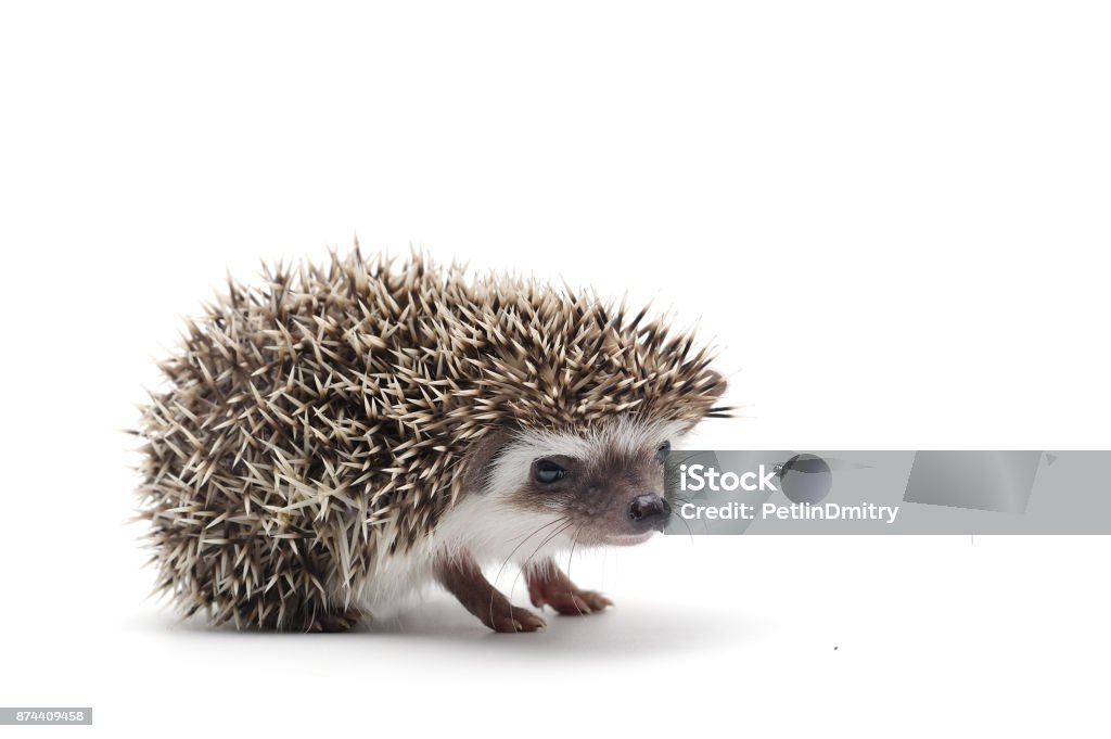African Pygmy Hedgehog isolated on white background Hedgehog Stock Photo