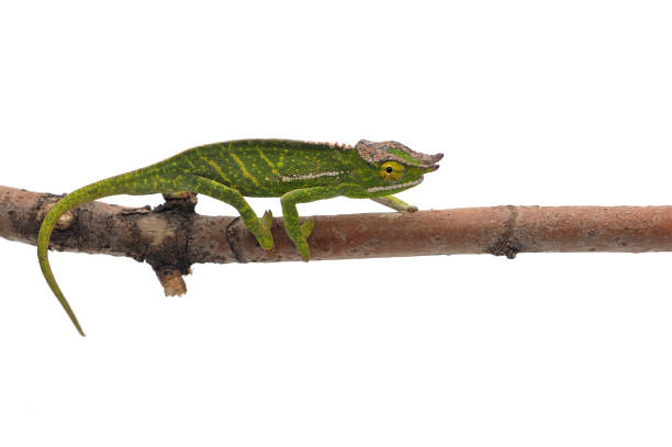 istock Male Lizard Wills' chameleon isolated on white background 874410150