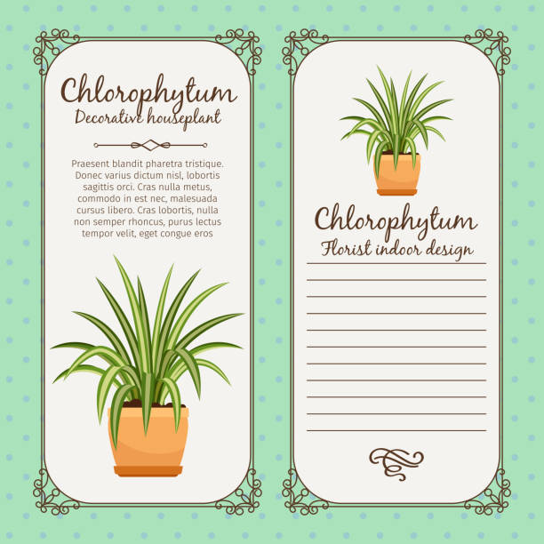 Vintage label with chlorophytum plant Vintage label template with decorative chlorophytum plant in pot, vector illustration chlorophytum comosum stock illustrations