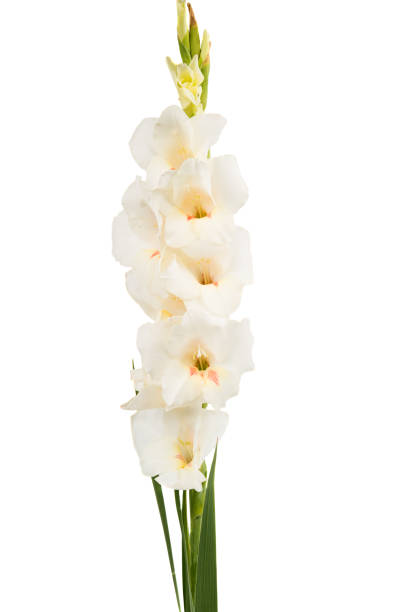 istock bouquet of gladiolus on a white background 874410454