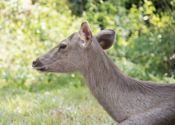 istock head of brow-antlered deer 874410778