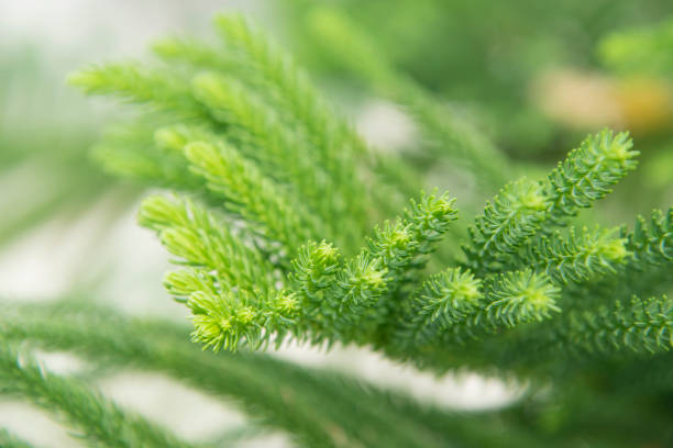 istock View of the pines 874410862
