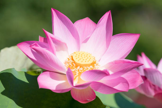 istock beautiful lotus flower 874410952
