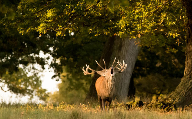 istock large bellowing red stag buck deer wild animal 874411510