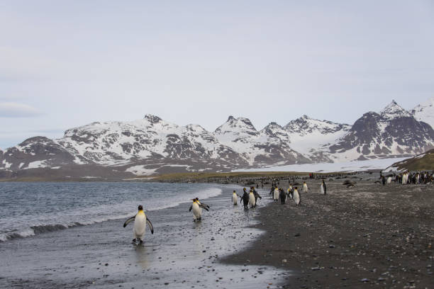 istock South Georgia landscape 874411608