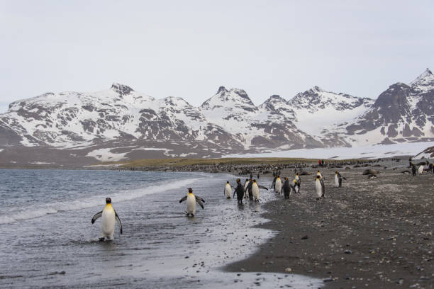 istock South Georgia landscape 874412116